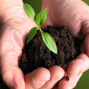  PLANT GROWTH